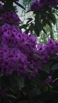 Magnificent clusters of purple blooms amid rich green leaves