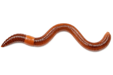 Obraz premium Macro shot of a single glossy earthworm isolated on white background, realistic fishing bait and organic soil ecology asset