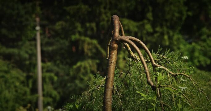 Unique Weeping Caragana Arborescens Pendula Tree