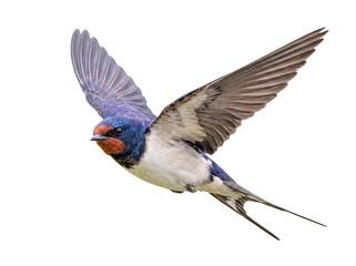 Striking photograph of a barn swallow gracefully flying with outstretched wings, captured at an engaging angle. © robert