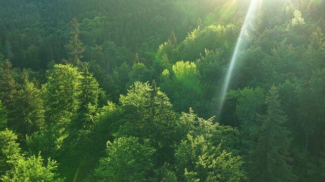Aerial View of Sunny Spring Forest. Sunlight Sunbeams Through Woods In Forest Landscape