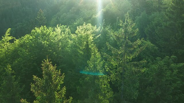 Aerial View of Sunny Spring Forest. Sunlight Sunbeams Through Woods In Forest Landscape