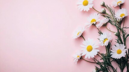 Obraz premium daisies on pink background