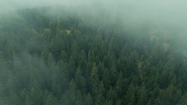 Aerial forward flight with tilt down over forest clearing in shifting fog