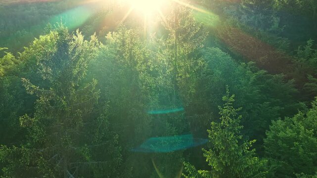 Aerial View of Sunny Spring Forest. Sunlight Sunbeams Through Woods In Forest Landscape