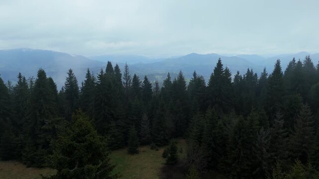 Drone low forward flight over spruce tree tops revealing mountain valley