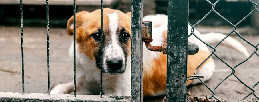 Homeless Dog Waiting for Adoption in Animal Shelter Cage