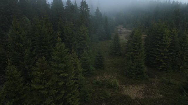 Low altitude drone lateral flight over dark misty spruce forest clearing