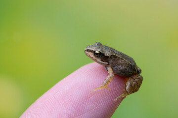 Obraz premium Close up of tiny frog on human finger with soft green background