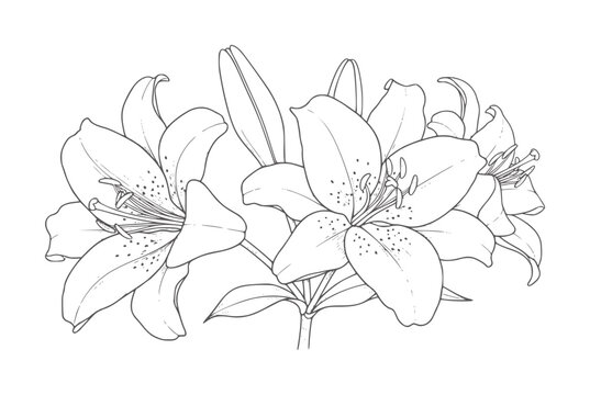 Black and white of multiple lily flowers with stamen and leaves lineart