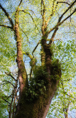 Fototapeta premium Relict fern common polypody (Polypodium vulgare) in the forest natural environment.