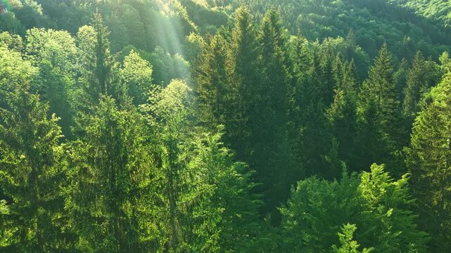 Aerial View of Sunny Spring Forest. Sunlight Sunbeams Through Woods In Forest Landscape