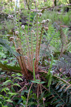 Unfurling fiddlehead fern fronds in spring forest.