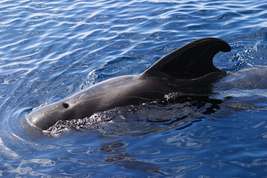 A long-finned pilot whale (Globicephala melas) breaks the ocean surface off Tenerife, the Canary Islands, Spain. Also known as Pothead whale.