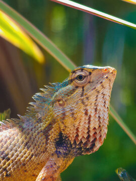 Macro close-up portrait of an Oriental Garden Lizard (Calotes versicolor) with sharp scale details in natural habitat, Sri Lanka.