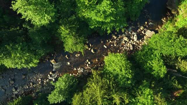 Beautiful Sunrise In Sunny Spring Forest with Mountain River . Sunlight Sunbeams Through Woods In Forest Landscape with Authentic Nature Sound