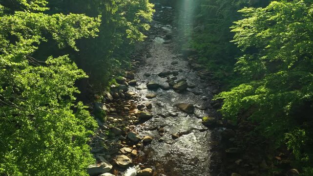 Beautiful Sunrise In Sunny Spring Forest with Mountain River . Sunlight Sunbeams Through Woods In Forest Landscape with Authentic Nature Sound
