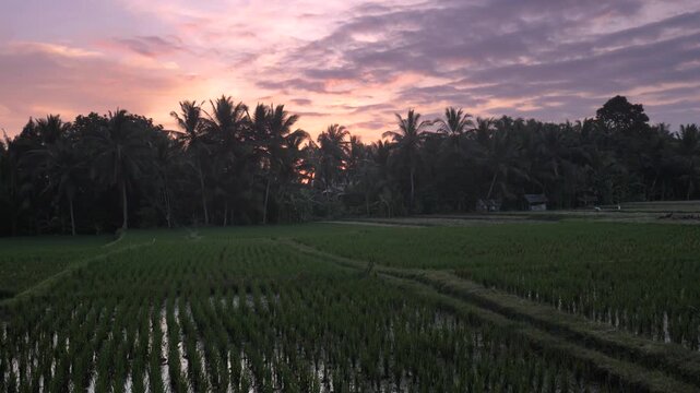 Lush green rice paddies stretch across the countryside near Ubud, Bali, framed by tropical palm trees and a colorful evening sky, capturing the island&rsquo;s iconic agricultural landscape