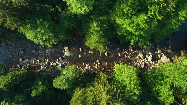 Beautiful Sunrise In Sunny Spring Forest with Mountain River . Sunlight Sunbeams Through Woods In Forest Landscape with Authentic Nature Sound