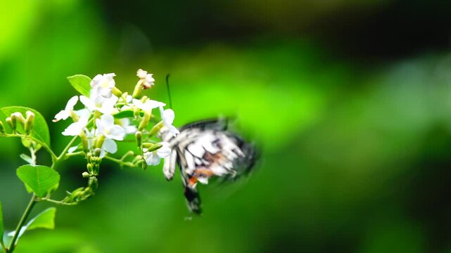 Close-up of a butterfly feeding on a small wildflower, showing delicate wings and fine details against a soft green background, capturing calm natural behavior and vibrant outdoor life.