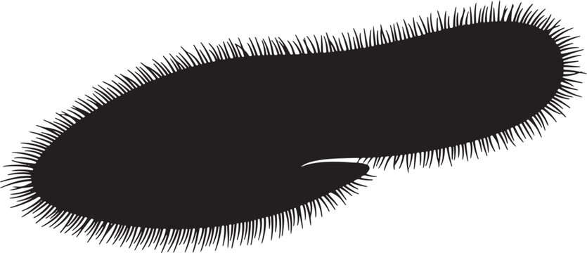 Black Paramecium Vector Illustration, Single Ciliate Protozoan Microorganism, Scientific Biology Graphic