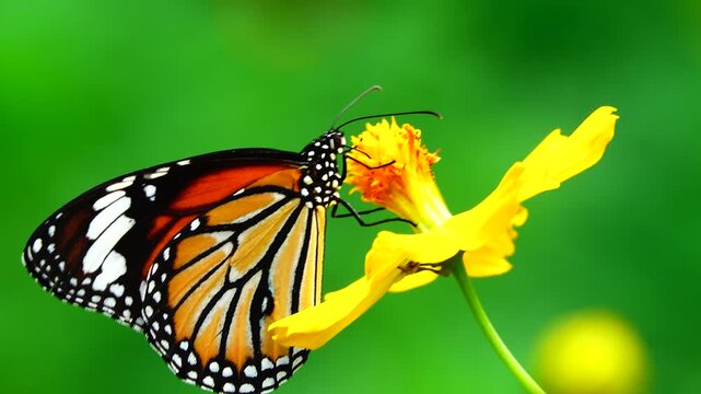 Close-up of a butterfly feeding on a small wildflower, showing delicate wings and fine details against a soft green background, capturing calm natural behavior and vibrant outdoor life.
