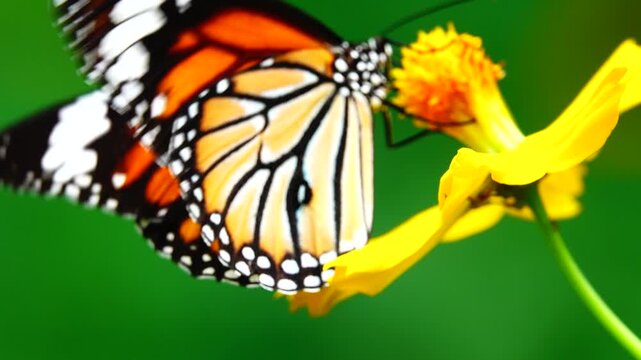 Close-up of a butterfly feeding on a small wildflower, showing delicate wings and fine details against a soft green background, capturing calm natural behavior and vibrant outdoor life.