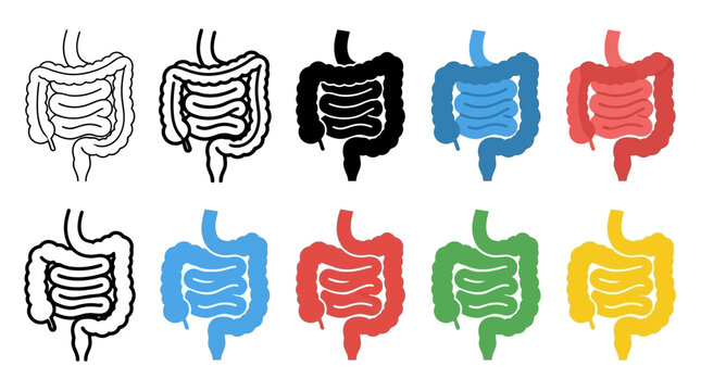 Human Intestine Icon Illustrating Digestive System Anatomy and Bowel Tract Function for Medical Gastric Health Representation Isolated on White Background Vector Graphic Symbol