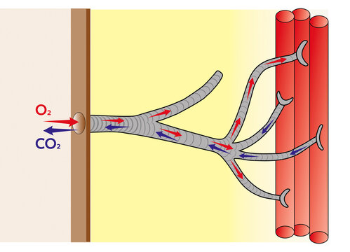 Diagram of tracheal respiration in insects