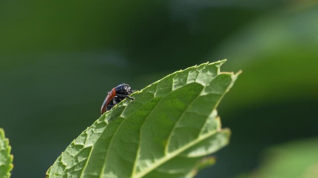 Clytra quadripunctata Beetle on Leaf with Water Droplets - 4K Macro Slow Motion Close Up
