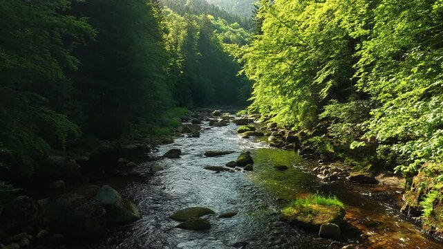Beautiful Sunrise In Sunny Spring Forest with Mountain River . Sunlight Sunbeams Through Woods In Forest Landscape with Authentic Nature Sound