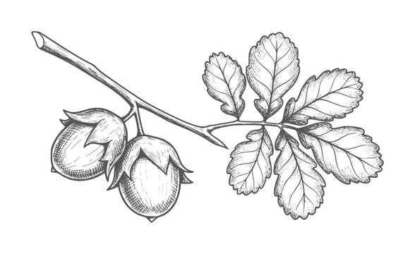 Hand drawn of hazelnut branch with nuts and leaves leaf vintage
