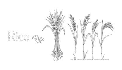 Hand drawn rice stalks and grains with dotted text plant agriculture © Ali