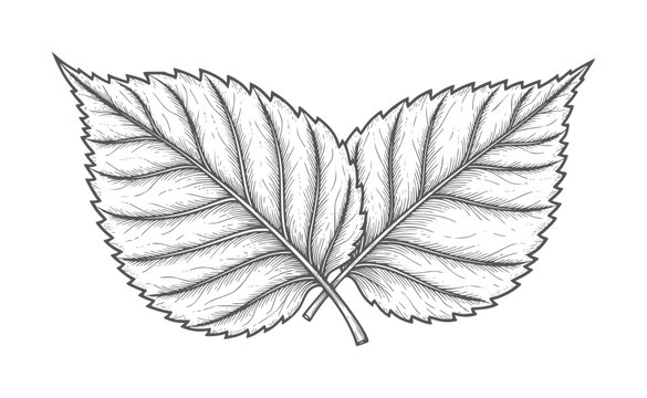 Two black and white etched leaves overlapping white leaf nature botanical plant