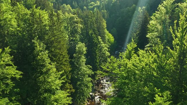 Beautiful Sunrise In Sunny Spring Forest with Mountain River . Sunlight Sunbeams Through Woods In Forest Landscape with Authentic Nature Sound