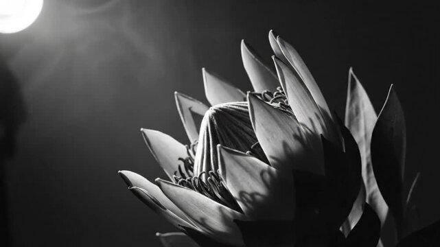 Dramatic Black and White Shot of a Protea Flower Illuminated with a Spotlight and Shadow Play