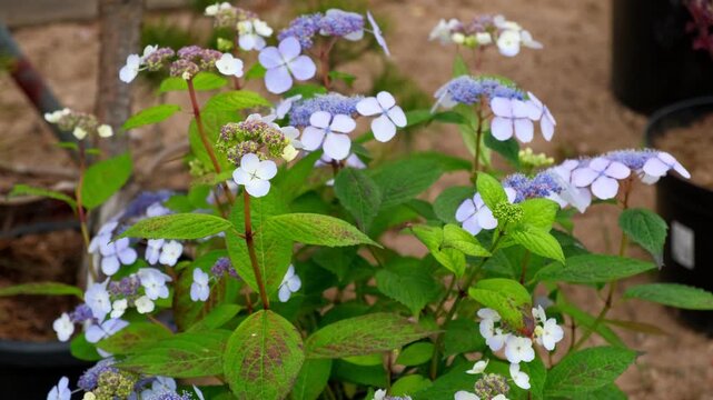 Hydrangea paniculata in a pot. Beautiful Garden Accent. Huge landscaping trend. Shrubbery blooms in the backyard. Bigleaf Hydrangea blue blooming. Flower petals. Green landscaped pathway design.