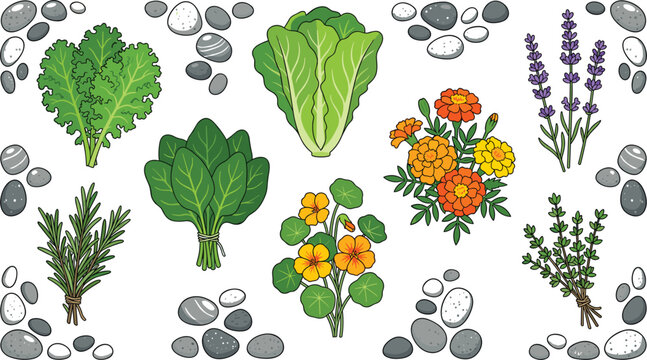 Fresh Garden Herbs and Edible Flowers Vector Illustration Set with Kale Lettuce Spinach Marigold Nasturtium Lavender Rosemary Thyme and Smooth Pebbles