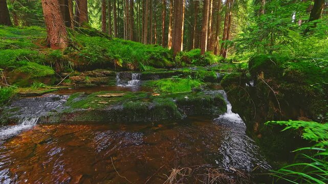 Static 4K footage of a forest stream with clear flowing water sounds. Relaxing natural ambience captured in a peaceful woodland setting, perfect for meditation and nature videos.