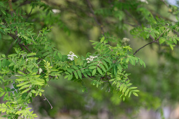 Fototapeta premium Leafy shrub providing shelter for wildlife with dense branches and muted green palette, protective cover for birds and insects, ecological habitat texture for conservation stories