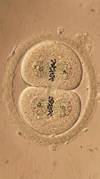 Initial cellular progression: human cell, divide process, life begin, embryo grow, prenatal period, develop stage, biology science, medical view, gestation journey, internal organism, anatomy study.