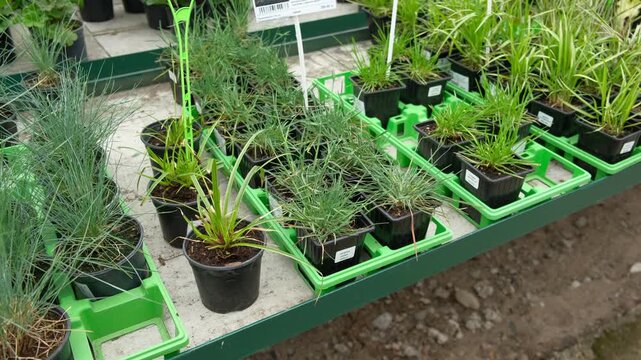 Potted evergreen trees nursery row. Green conifer saplings in orderly containers on black ground organized for sale. Evergreens growing in boxes, modern retail display, vibrant foliage, neatly trimmed
