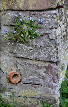 Vergissmeinnicht an Bruchsteinmauer