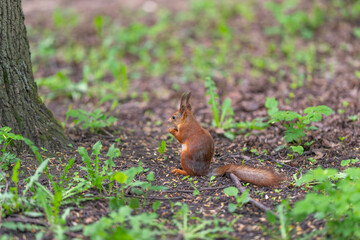 Obraz premium Red animal holding food delicately. Gentle squirrel with tiny paws consumes food by tree side. Calm red squirrel delicately holds and nibbles seed near tree trunk in sunlight