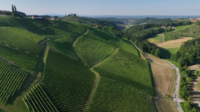 Summer drone footage shows Styria vineyards glowing in sunset light, rolling hills covered in green rows, warm atmosphere, calm landscape, smooth motion capturing quiet beauty of wine country.
