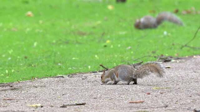 Grey Squirrels (Sciurus carolinensis) looking for food on a path in a public park. June, Kent, UK [Half speed] 