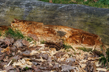 Fototapeta premium Close up of decayed log showing deteriorated wood fibers