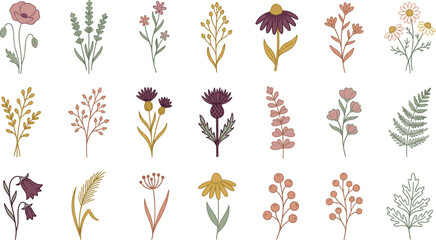 Boho wildflowers and botanical leaves elements set with poppy lavender thistle chamomile and fern stems vector illustration © MST