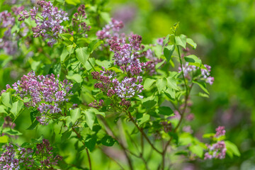 Obraz premium Colorful spring blossoms bloom abundantly. Vivid purple flowers blossom during spring season. Lush garden scenery features blooming lavender and lilacs in springtime