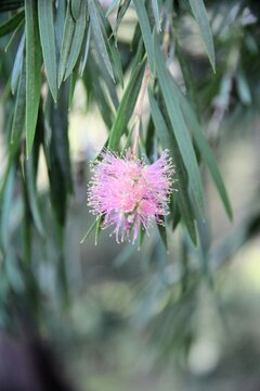 Weeping Pink Bottlebrush (Callistemon quercinus) in early seasonal flower, South Australia